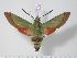  ( - BC-Hax2372)  @14 [ ] Copyright (2010) Unspecified Research Collection of Jean Haxaire