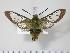  ( - BC-Hax2385)  @14 [ ] Copyright (2010) Unspecified Research Collection of Jean Haxaire