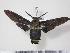  ( - BC-Hax2394)  @14 [ ] Copyright (2010) Unspecified Research Collection of Jean Haxaire