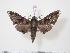 ( - BC-Hax2407)  @14 [ ] Copyright (2010) Unspecified Research Collection of Jean Haxaire