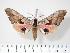  ( - BC-Hax2434)  @14 [ ] Copyright (2010) Unspecified Research Collection of Jean Haxaire
