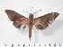  ( - BC-Hax2457)  @14 [ ] Copyright (2010) Unspecified Research Collection of Jean Haxaire
