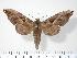  ( - BC-Hax2481)  @14 [ ] Copyright (2010) Unspecified Research Collection of Jean Haxaire