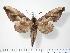  ( - BC-Hax2484)  @14 [ ] Copyright (2010) Unspecified Research Collection of Jean Haxaire