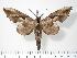  ( - BC-Hax2485)  @14 [ ] Copyright (2010) Unspecified Research Collection of Jean Haxaire
