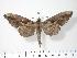  ( - BC-Hax2488)  @14 [ ] Copyright (2010) Unspecified Research Collection of Jean Haxaire
