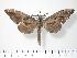  ( - BC-Hax2490)  @14 [ ] Copyright (2010) Unspecified Research Collection of Jean Haxaire