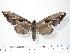  ( - BC-Hax2491)  @14 [ ] Copyright (2010) Unspecified Research Collection of Jean Haxaire