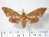  ( - BC-Hax2548)  @13 [ ] Copyright (2010) Unspecified Research Collection of Jean Haxaire