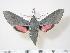  ( - BC-Hax2566)  @14 [ ] Copyright (2010) Unspecified Research Collection of Jean Haxaire