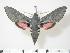  ( - BC-Hax2567)  @14 [ ] Copyright (2010) Unspecified Research Collection of Jean Haxaire