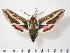  (Hyles chuvilini - BC-Hax2573)  @14 [ ] Copyright (2010) Unspecified Research Collection of Jean Haxaire