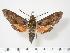  (Hyles calida - BC-Hax2588)  @14 [ ] Copyright (2010) Unspecified Research Collection of Jean Haxaire