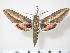  (Hyles annei - BC-Hax2589)  @14 [ ] Copyright (2010) Unspecified Research Collection of Jean Haxaire