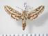  ( - BC-Hax2627)  @14 [ ] Copyright (2010) Unspecified Research Collection of Jean Haxaire