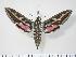  (Hyles livornica - BC-Hax2634)  @14 [ ] Copyright (2010) Unspecified Research Collection of Jean Haxaire