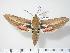 ( - BC-Hax2646)  @14 [ ] Copyright (2010) Unspecified Research Collection of Jean Haxaire