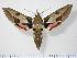  (Hyles nicaea nicaea - BC-Hax2661)  @14 [ ] Copyright (2010) Unspecified Research Collection of Jean Haxaire