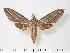  ( - BC-Hax2707)  @14 [ ] Copyright (2010) Unspecified Research Collection of Jean Haxaire