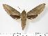  ( - BC-Hax2708)  @13 [ ] Copyright (2010) Unspecified Research Collection of Jean Haxaire