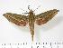  ( - BC-Hax2757)  @14 [ ] Copyright (2010) Unspecified Research Collection of Jean Haxaire
