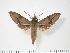  ( - BC-Hax2772)  @14 [ ] Copyright (2010) Unspecified Research Collection of Jean Haxaire