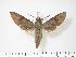  ( - BC-Hax2774)  @14 [ ] Copyright (2010) Unspecified Research Collection of Jean Haxaire