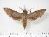  ( - BC-Hax2776)  @14 [ ] Copyright (2010) Unspecified Research Collection of Jean Haxaire