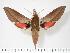  ( - BC-Hax2782)  @14 [ ] Copyright (2010) Unspecified Research Collection of Jean Haxaire
