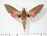  ( - BC-Hax2783)  @14 [ ] Copyright (2010) Unspecified Research Collection of Jean Haxaire