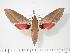  ( - BC-Hax2785)  @14 [ ] Copyright (2010) Unspecified Research Collection of Jean Haxaire