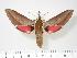  ( - BC-Hax2787)  @14 [ ] Copyright (2010) Unspecified Research Collection of Jean Haxaire