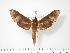  ( - BC-Hax2871)  @14 [ ] Copyright (2010) Unspecified Research Collection of Jean Haxaire