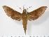  (Rhagastis castor aurifera - BC-Hax2901)  @14 [ ] Copyright (2010) Unspecified Research Collection of Jean Haxaire