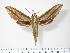  ( - BC-Hax2924)  @14 [ ] Copyright (2010) Unspecified Research Collection of Jean Haxaire