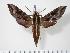  (Hippotion brunnea - BC-Hax2958)  @15 [ ] Copyright (2010) Unspecified Research Collection of Jean Haxaire