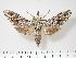  ( - BC-Hax3025)  @14 [ ] Copyright (2010) Unspecified Research Collection of Jean Haxaire