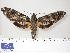  (Cocytius antaeus - BC-Hax3093)  @14 [ ] Copyright (2010) Unspecified Research Collection of Jean Haxaire
