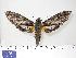  ( - BC-Hax3095)  @14 [ ] Copyright (2010) Unspecified Research Collection of Jean Haxaire