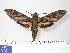  ( - BC-Hax3097)  @14 [ ] Copyright (2010) Unspecified Research Collection of Jean Haxaire