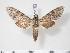  ( - BC-Hax3129)  @14 [ ] Copyright (2010) Unspecified Research Collection of Jean Haxaire