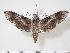  ( - BC-Hax3131)  @14 [ ] Copyright (2010) Unspecified Research Collection of Jean Haxaire