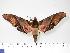  ( - BC-Hax3145)  @14 [ ] Copyright (2010) Unspecified Research Collection of Jean Haxaire