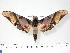  ( - BC-Hax3146)  @14 [ ] Copyright (2010) Unspecified Research Collection of Jean Haxaire