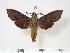 ( - BC-Hax3155)  @14 [ ] Copyright (2010) Unspecified Research Collection of Jean Haxaire