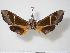  ( - BC-Hax3282)  @13 [ ] Copyright (2010) Unspecified Research Collection of Jean Haxaire