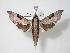  ( - BC-Hax3286)  @14 [ ] Copyright (2010) Unspecified Research Collection of Jean Haxaire