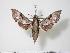  ( - BC-Hax3287)  @14 [ ] Copyright (2010) Unspecified Research Collection of Jean Haxaire