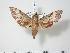  ( - BC-Hax3288)  @14 [ ] Copyright (2010) Unspecified Research Collection of Jean Haxaire