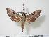  ( - BC-Hax3291)  @15 [ ] Copyright (2010) Unspecified Research Collection of Jean Haxaire